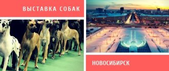 Dog show in Novosibirsk