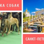 Dog show in St. Petersburg