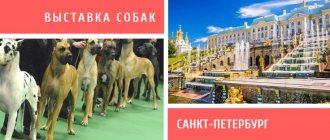 Dog show in St. Petersburg