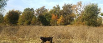 Hunting dog exhibitions and competitions in October 2021