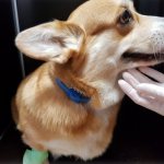 Dislocation in a dog: types, symptoms, treatment, recovery