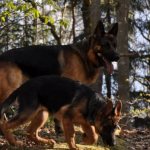 Adult German Shepherd and puppy in the forest