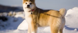 Japanese Husky is an unofficial name for Akita Inu.
