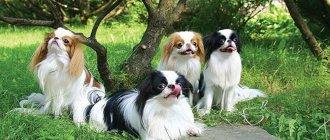 Japanese Chin - history, standard and character of the breed, differences from the Pekingese, pros and cons