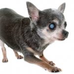 заболевание глаз у собак: катаракта