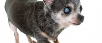 заболевание глаз у собак: катаракта