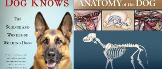 Diseases and recommendations for the German Shepherd