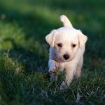 Why vaccinate your puppy?