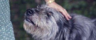 Why vaccinate your dog against rabies?