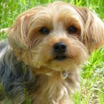 Why trim your Yorkie&#39;s face?