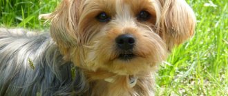 Why trim your Yorkie&#39;s face?