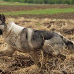 West Siberian-Laika-dog-Description-features-care-and-price-of-breed-12