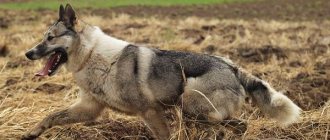 West Siberian-Laika-dog-Description-features-care-and-price-of-breed-12