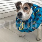 DIY protective collar for dogs