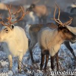 Animals-Ural-Descriptions-names-and-features-of-animals-Ural-3