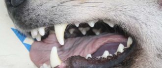 Dog&#39;s dental formula