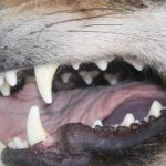 Dog&#39;s dental formula