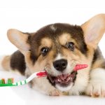 Зубной камень у собак: как убрать в домашних условиях, как удалить, спрей