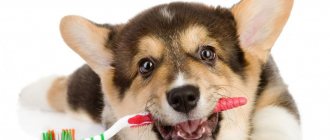 Зубной камень у собак: как убрать в домашних условиях, как удалить, спрей