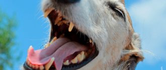 Tartar in dogs is easy to detect when examining the mouth.